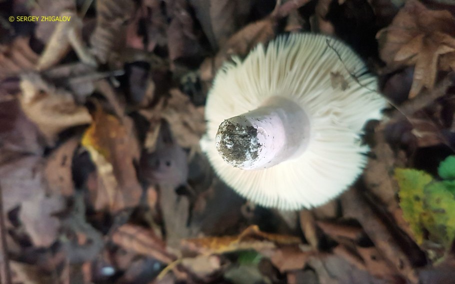 Микрофотография размножение сыроежки сине-желтой (Russula cyanoxantha)