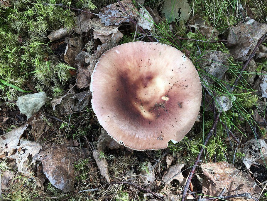 Russula vesca – сыроежка пищевая