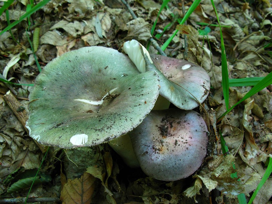 Russula cyanoxantha