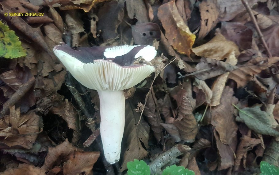 Сыроежка сине-жёлтая