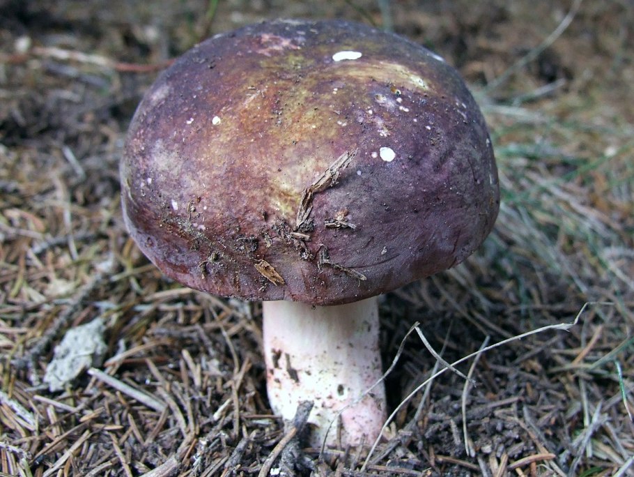 Сыроежка лиловая