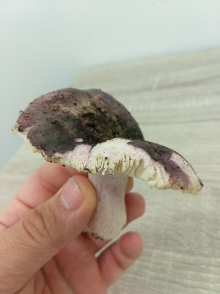 Сыроежка Берёзовая