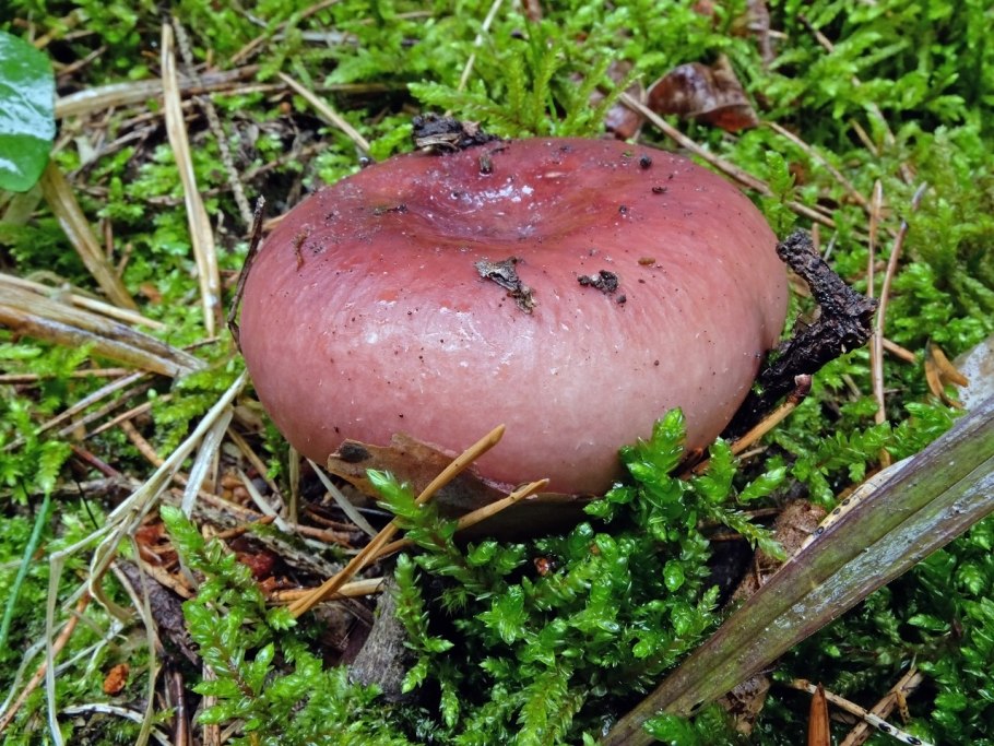 Сыроежка съедобная (Russula vesca).