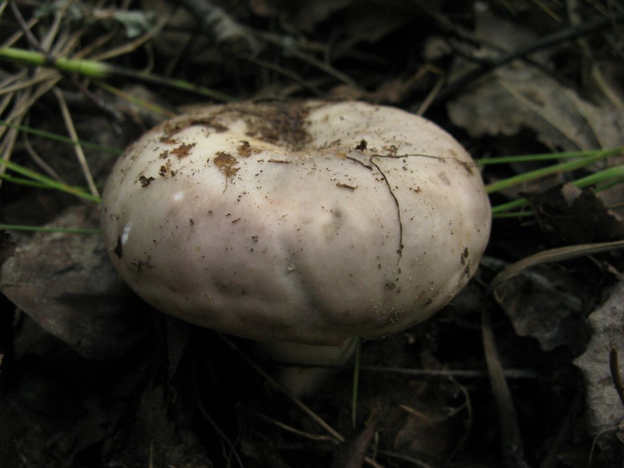 Гриб Russula cyanoxantha