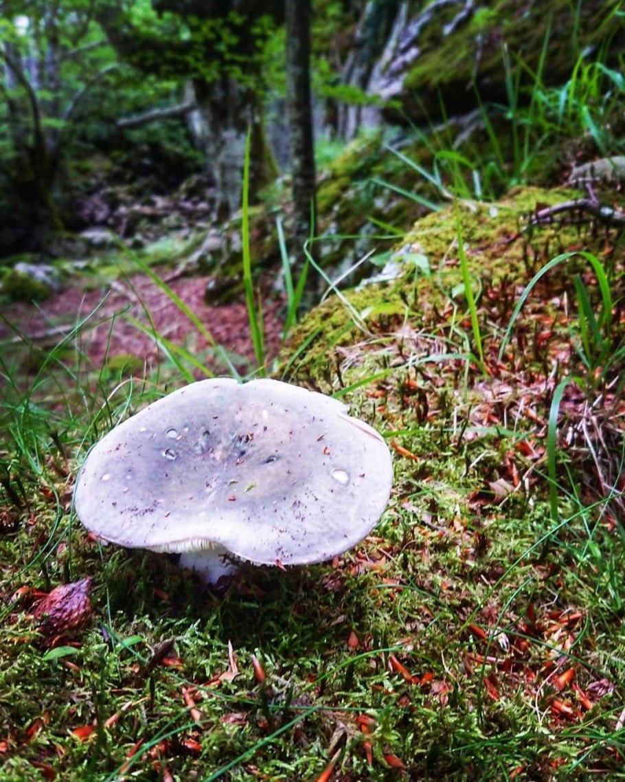 Сыроежка Крымская