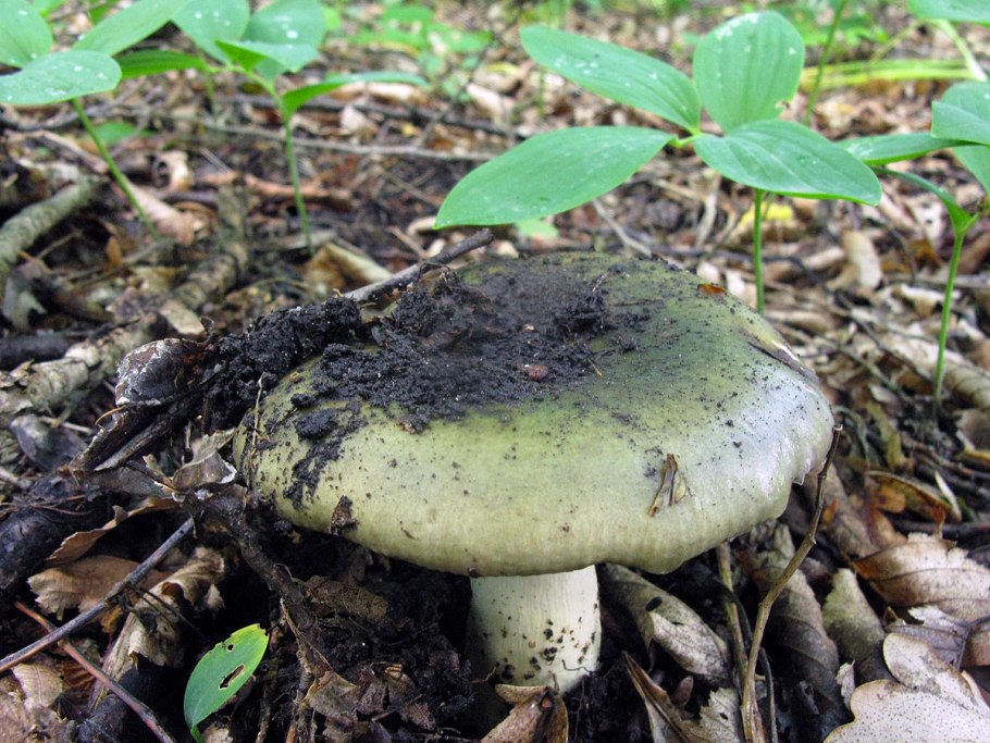 Грибы Ставрополь