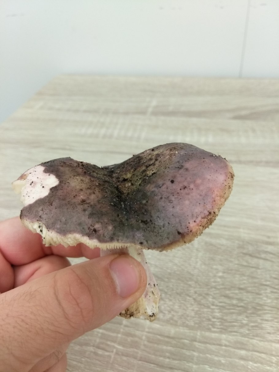 Сыроежка Аметистовая