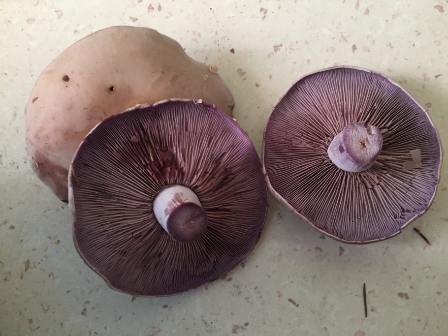 Рядовка Фиалковая Lepista