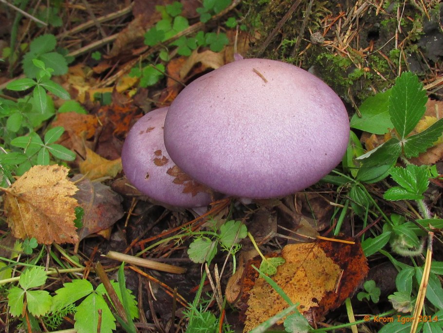 Паутинник фиалково пластинчатый