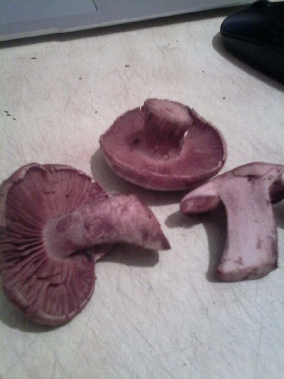 Рядовка гриб горячий ключ