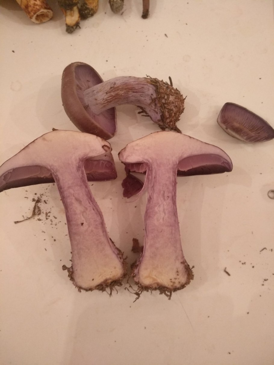 Фиолетовый гриб с толстой ножкой пластинчатый
