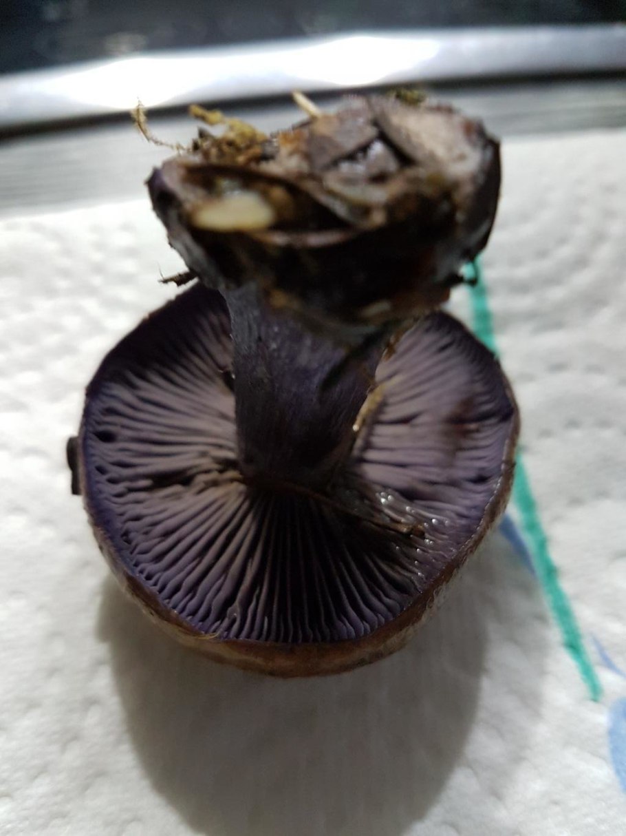 Паутинник с коричневой шляпкой и толстой ножкой