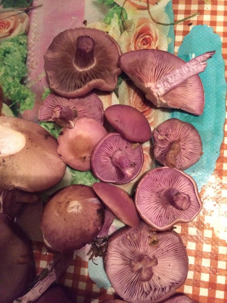 Гриб паутинник с толстой ножкой