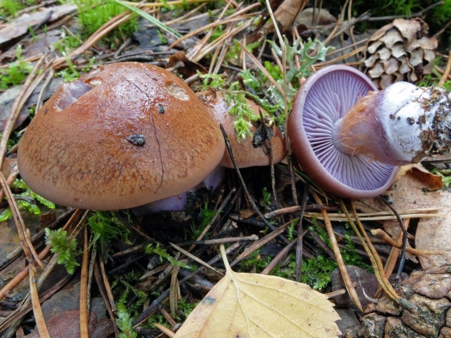 Cortinarius purpurascens
