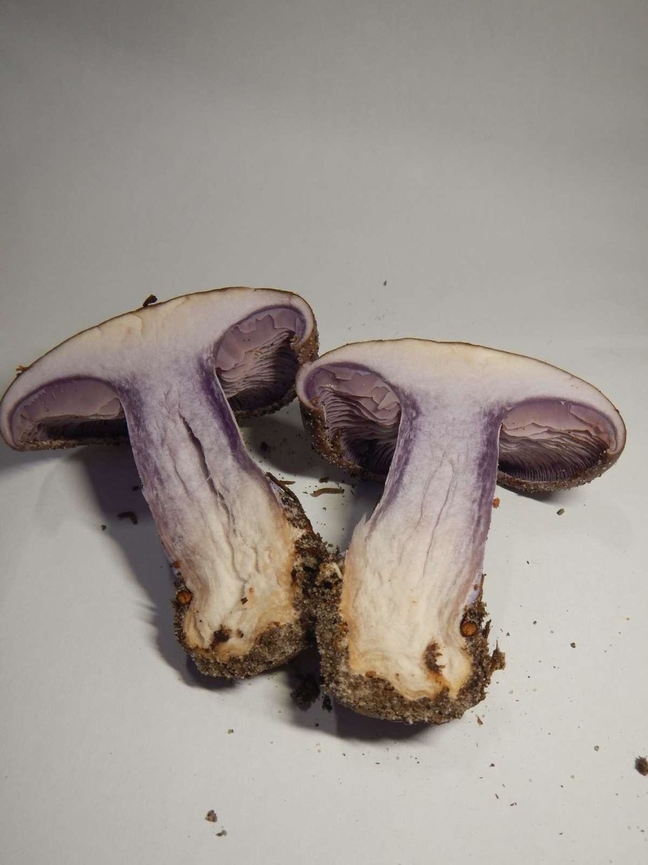 Лаковица Аметистовая / Amethyst Deceiver