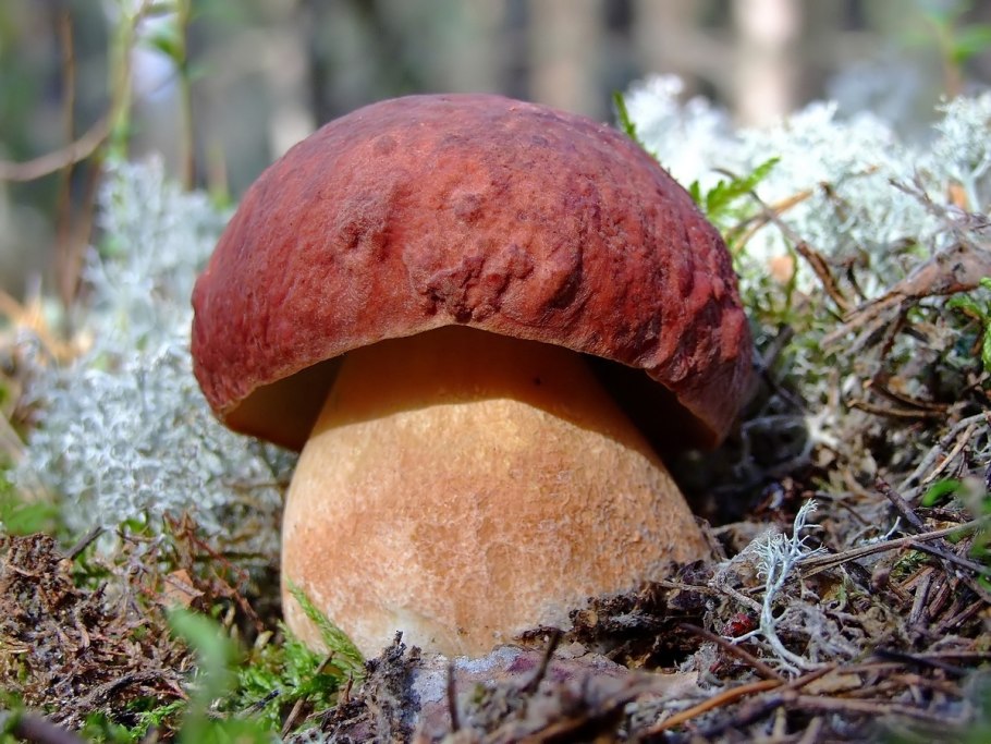 Белый гриб Сосновый Boletus pinophilus