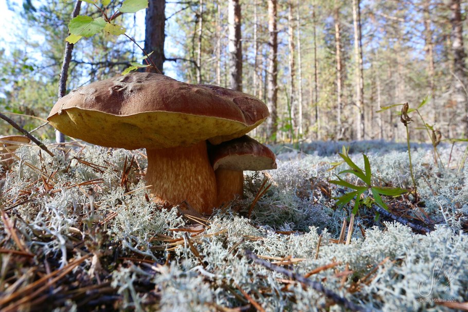 Лес Забайкалья грибы