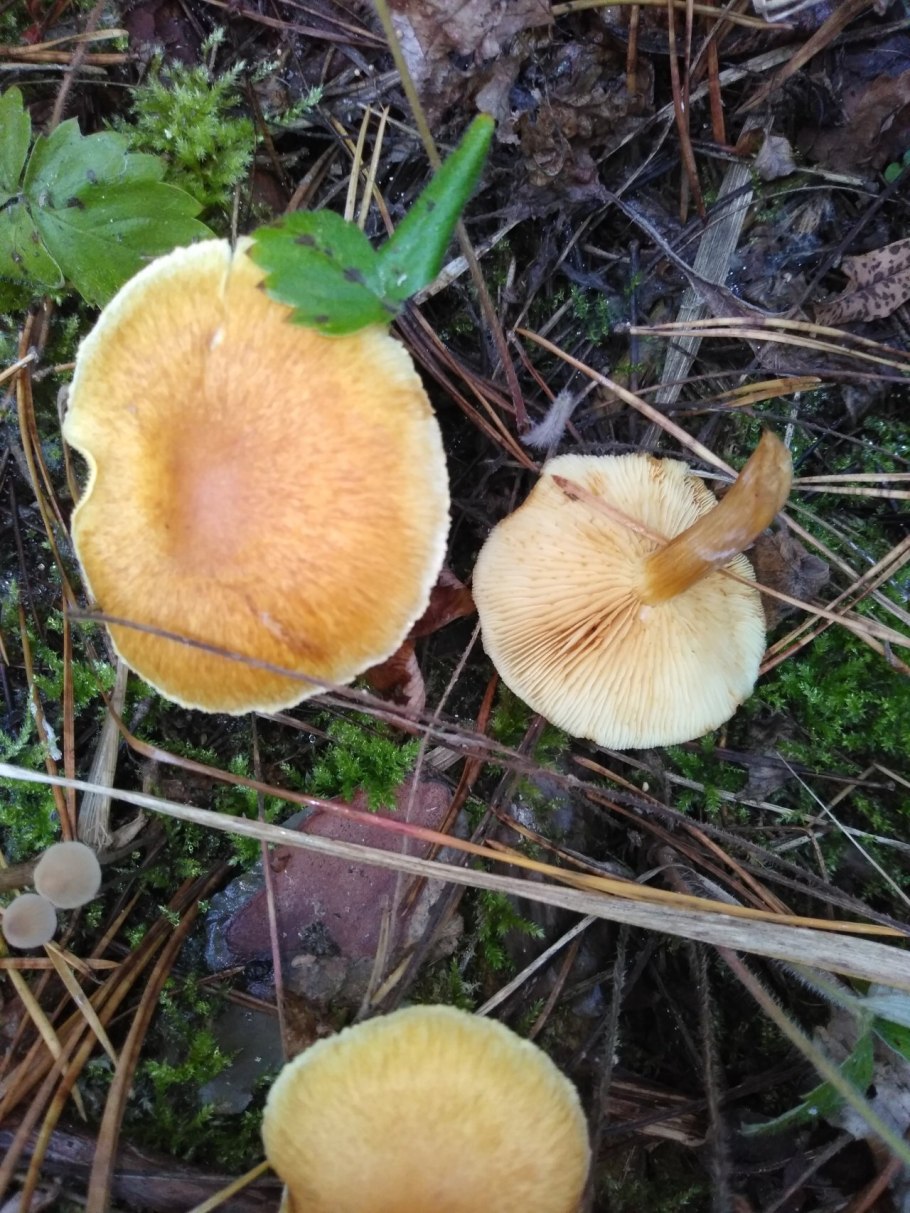 Гимнопил Сосновый Gymnopilus sapineus
