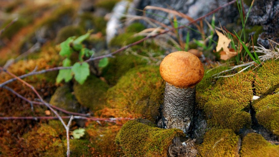 Подосиновик Сосновый гриб