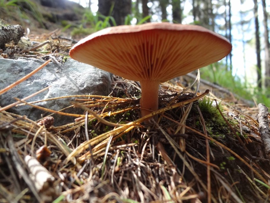 Съедобные грибы Алтайского края