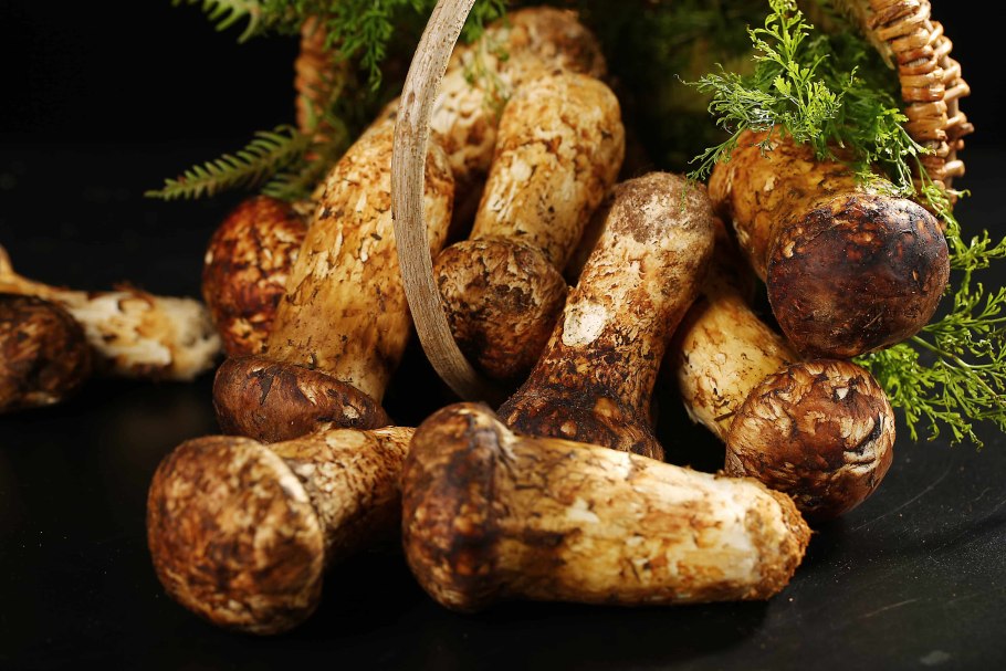 Сосновый гриб мацутакэ