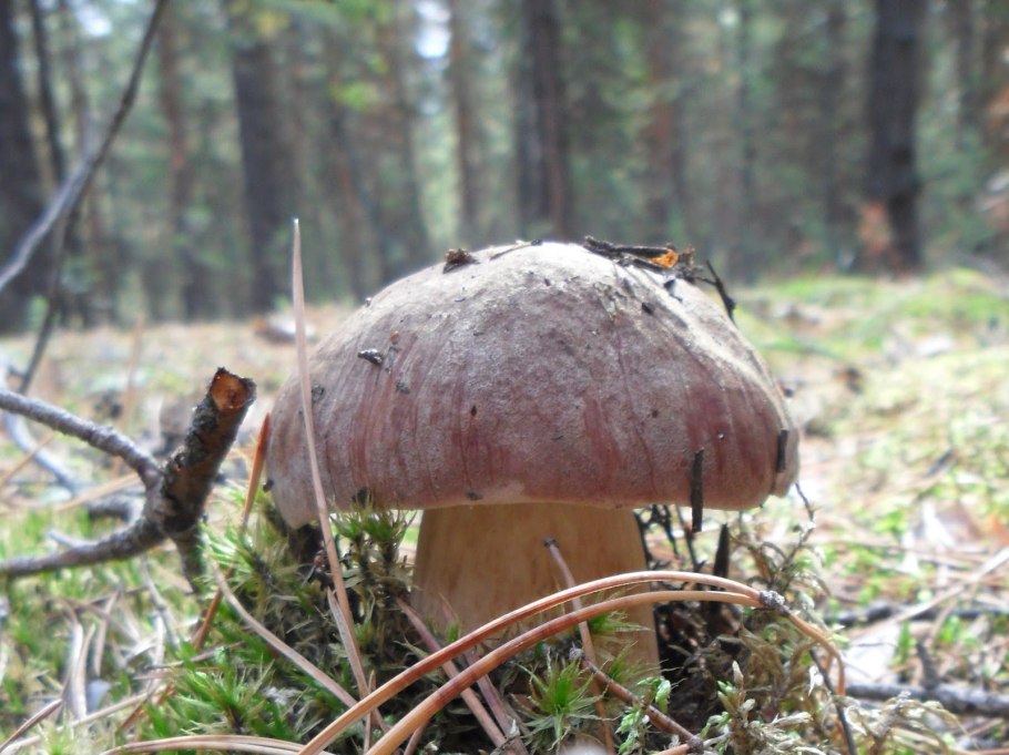 Боровик в Сосновом Бору