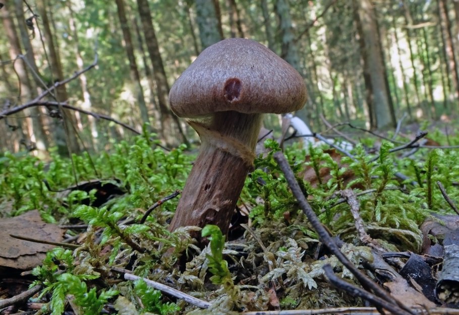 Cortinarius brunneus