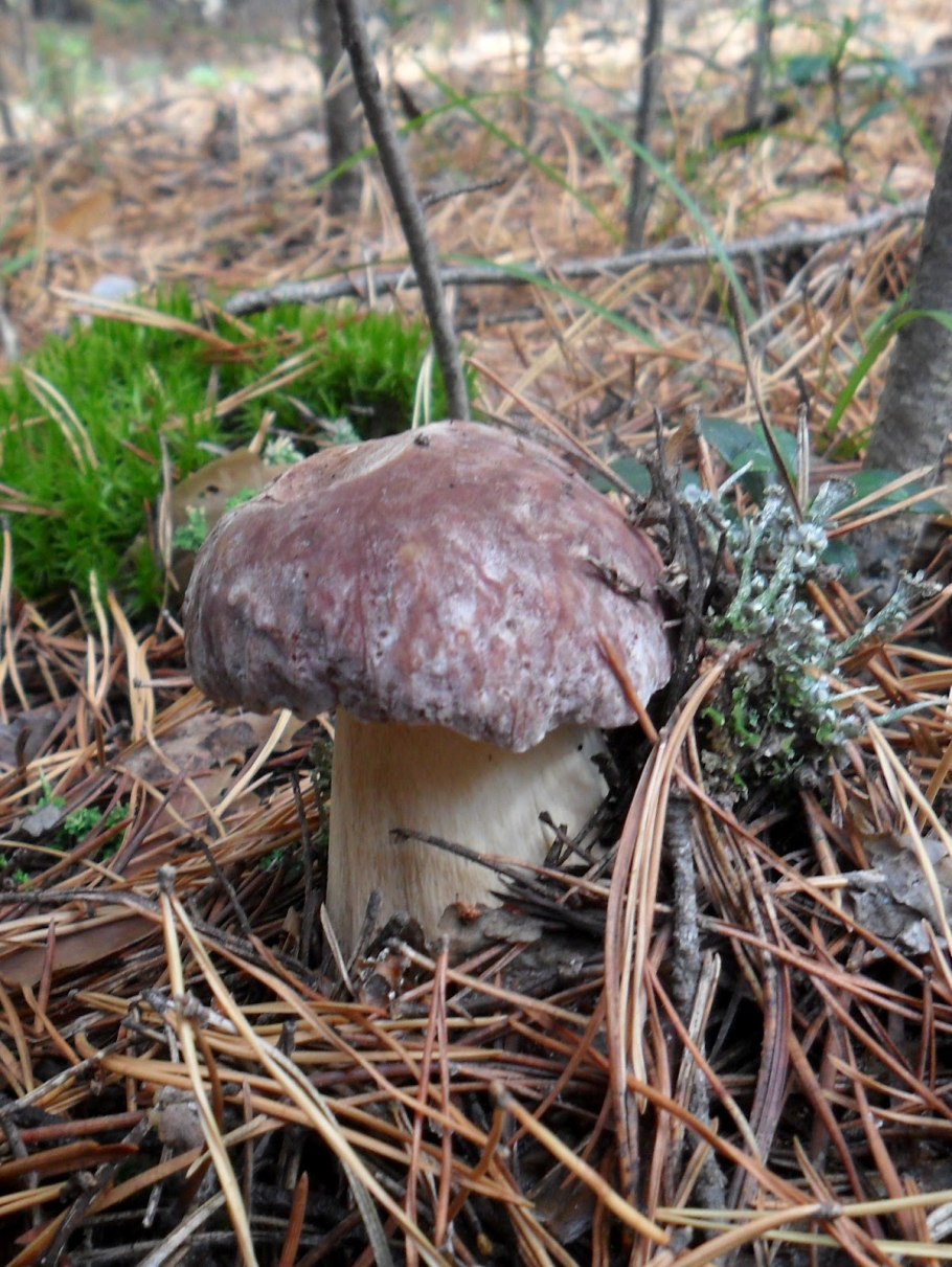 Грибы в Сосновом Бору