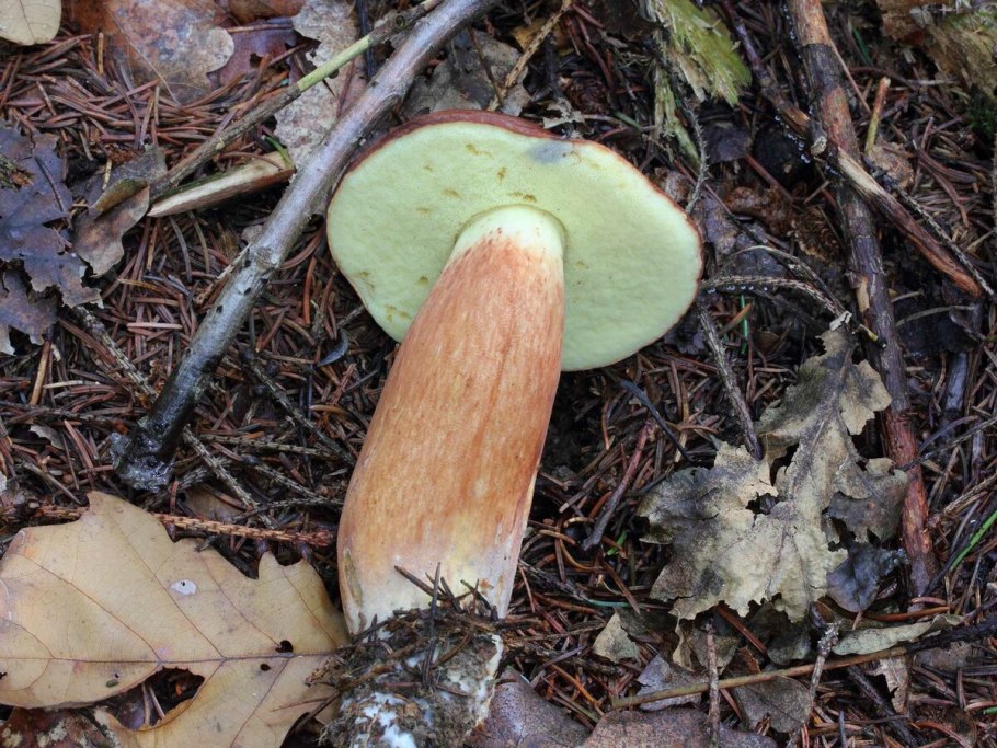 Грибы в лесу