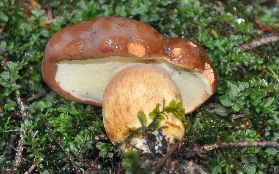 Желчный гриб и польский