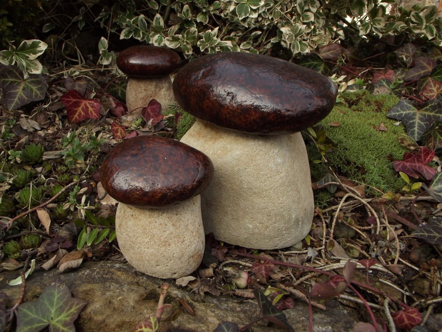 Моховик каштановый коричневый гриб