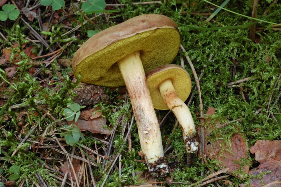 Польский гриб Imleria Badia