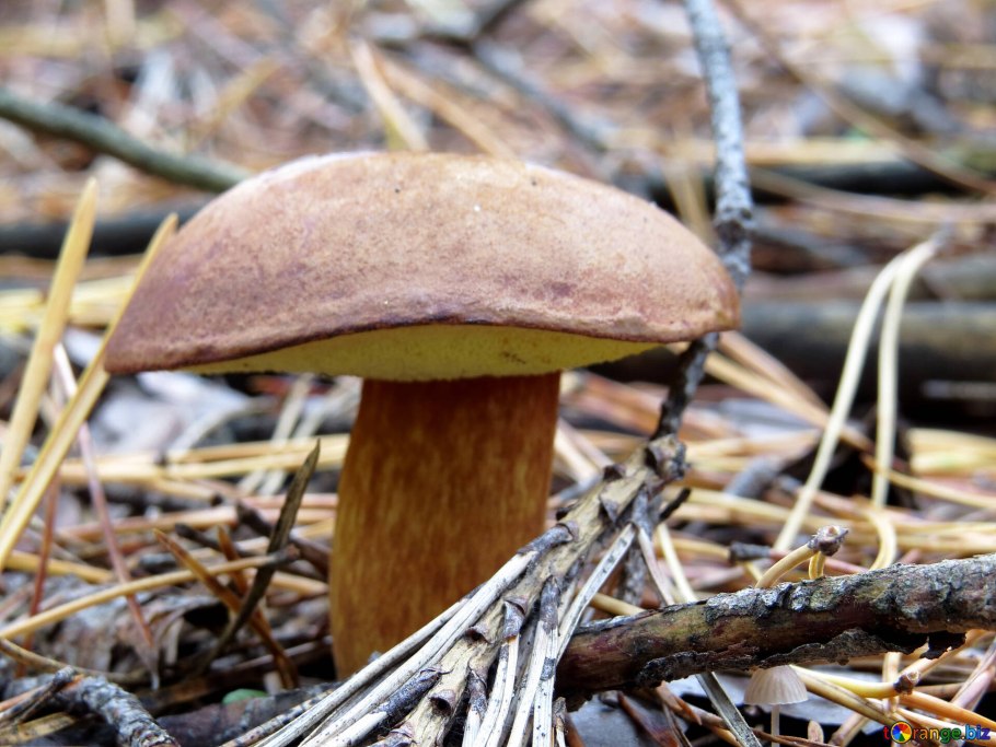 Польский гриб Imleria Badia