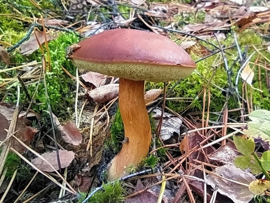 Польский гриб (Xerocomus badius)