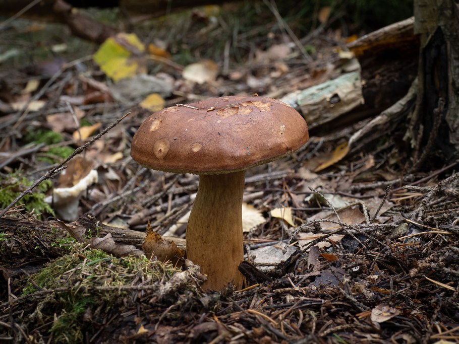 Гриб в лесу