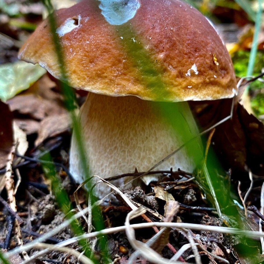 Природа пол грибами