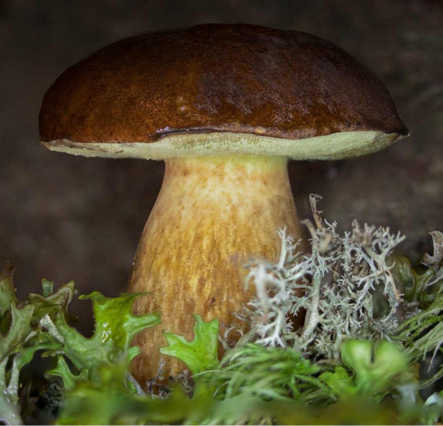 Моховик польский