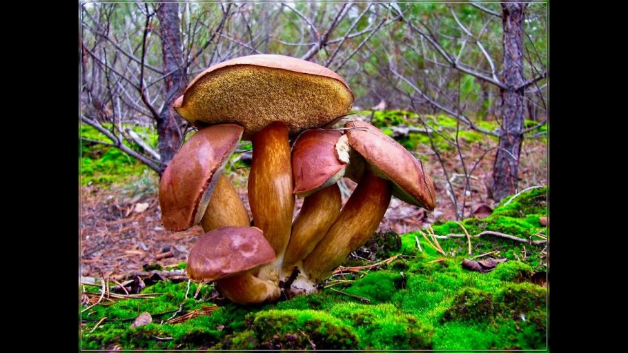 Гриб польский Боровик