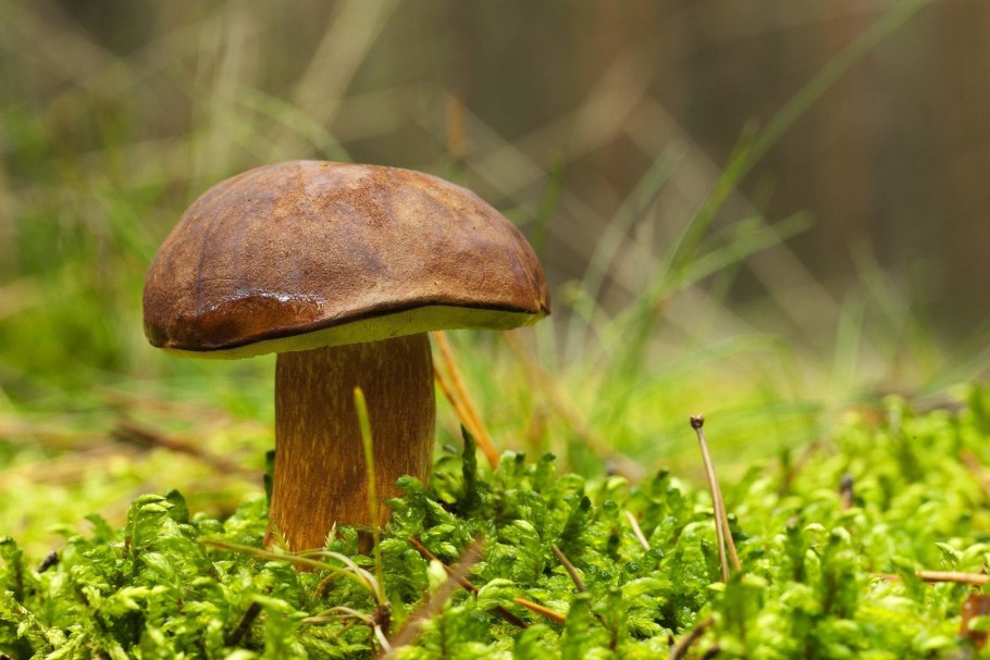 Польский гриб старый