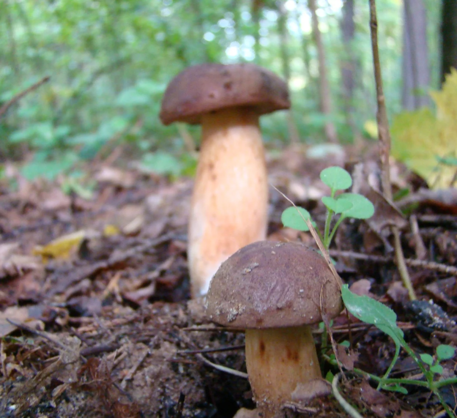 Польский гриб Imleria Badia