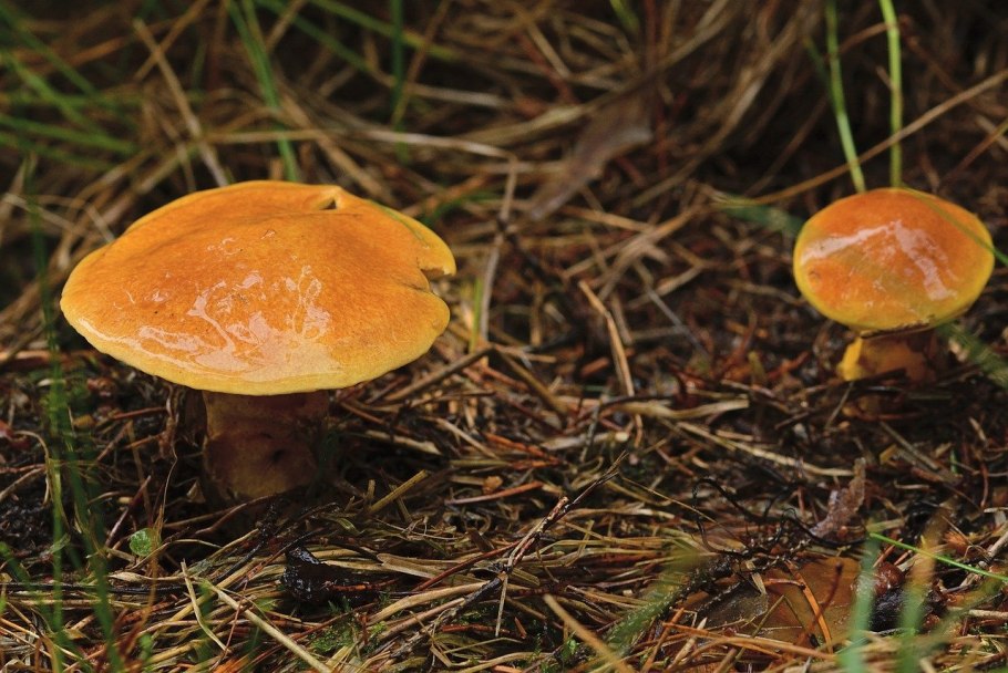 Масленок лиственничный