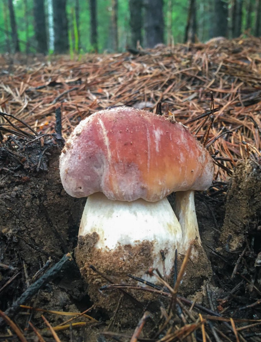 Boletus variegatus