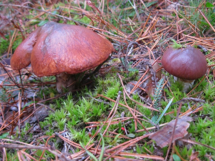 Боровые маслята ложные