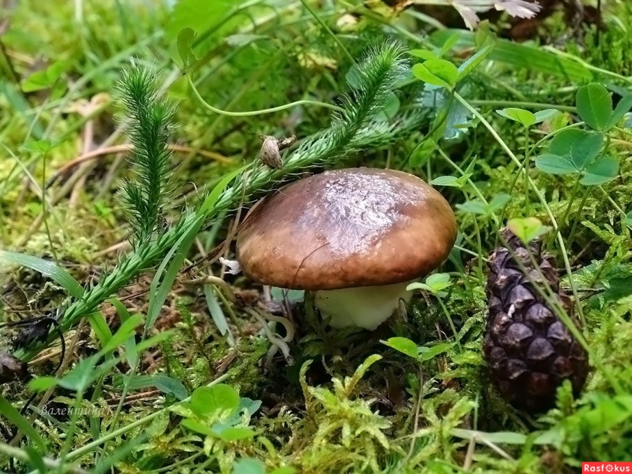 Грибы маслята Сибирские