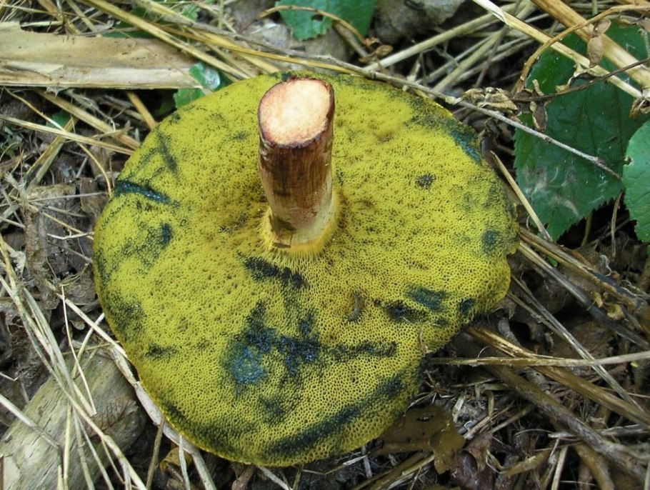 Гриб моховик болотный