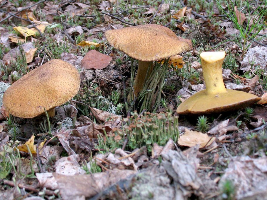 Маслёнок желто-бурый Suillus variegatus