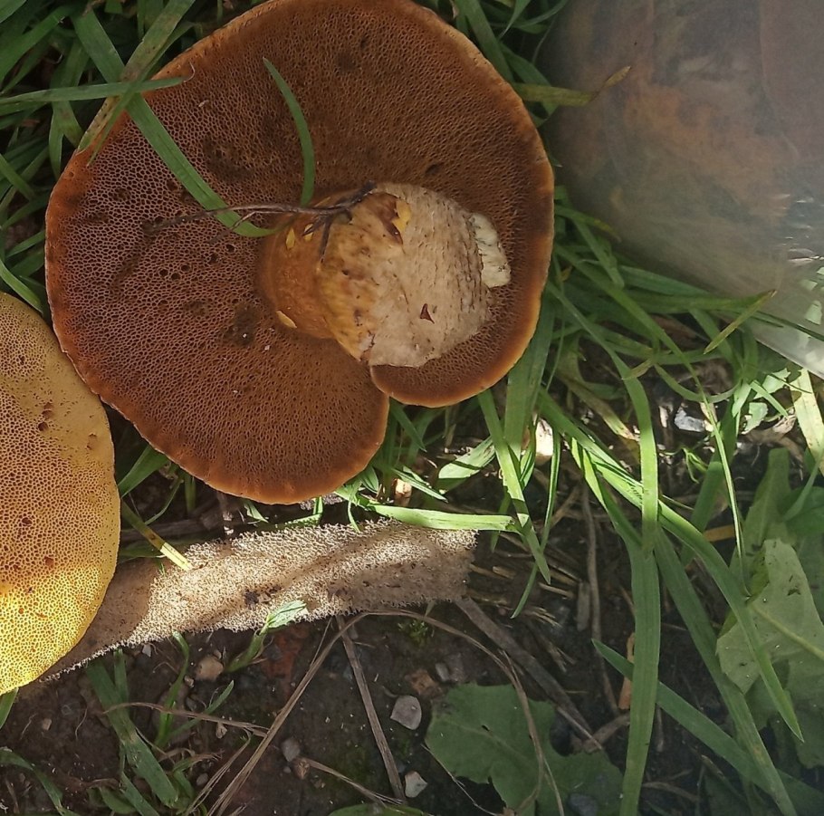 Suillus variegatus