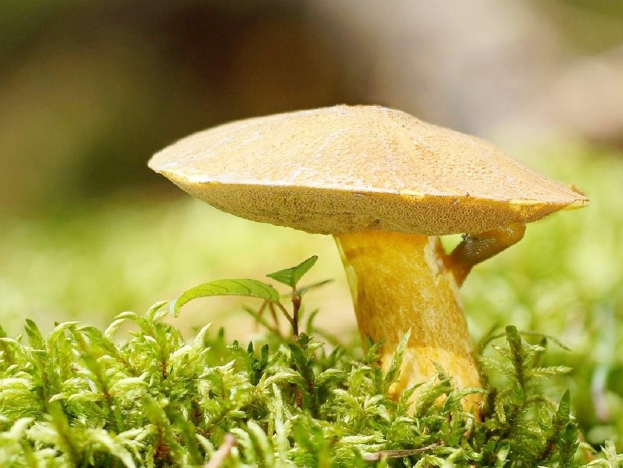 Гриб Suillus luteus