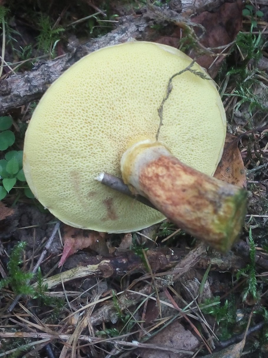 Масленок лиственничный