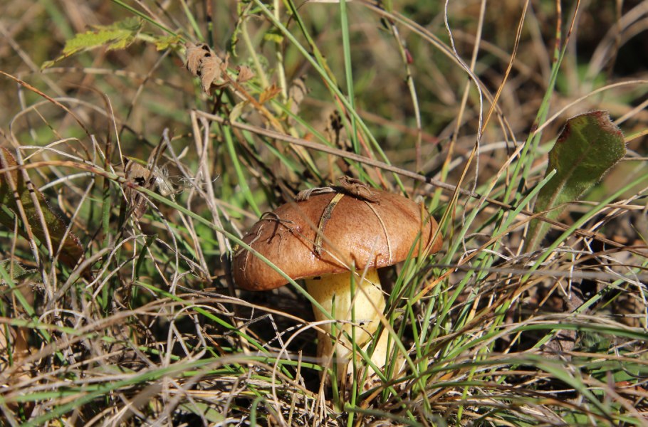 Боровые маслята сухие